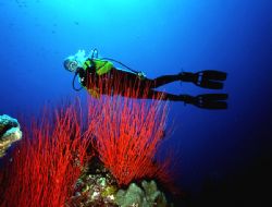 Sea Whips; Walindi, WNG, PNG.  Housed Nikon F, 24mm  Nikk... by Rick Tegeler 